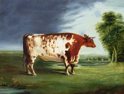 A Prize Bull, Possibly a Durham Shorthorn, c.1820 by English School